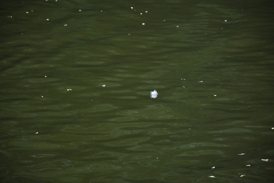 水面
