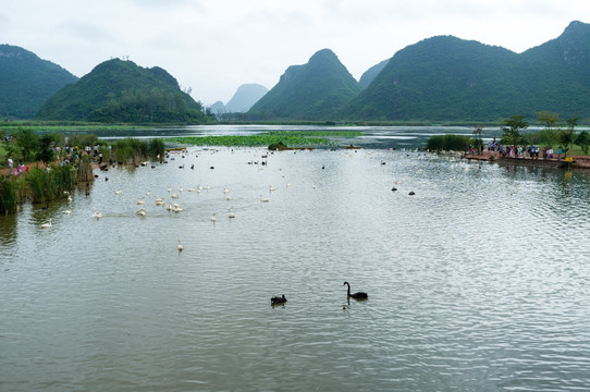 普者黑 天鹅湖