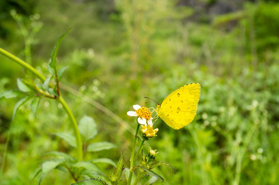 黄色 蝴蝶