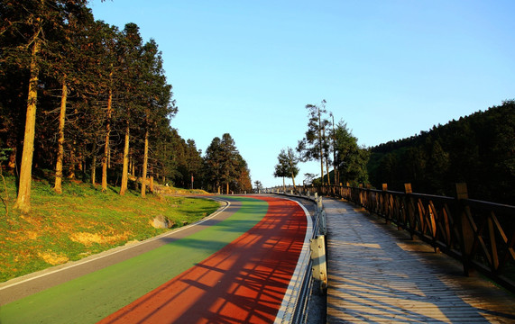 森林 景区 公路 红绿