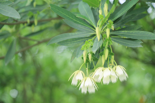 水石榕 杜英花