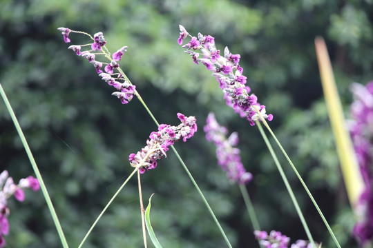 紫色花 水莲蕉