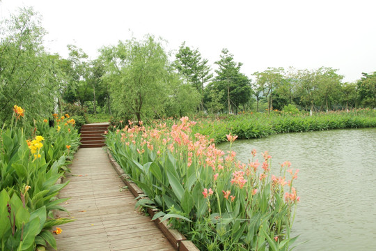 湿地公园 植物园