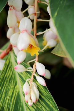 鲜花 蕙兰