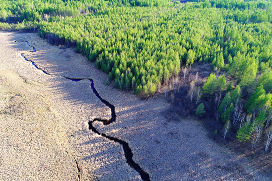 松林与小溪早春风景航拍