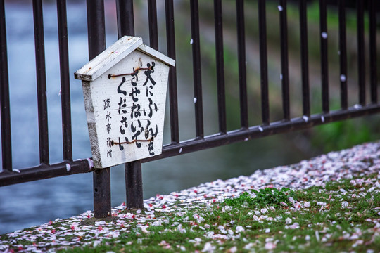 京都河边飘落的樱花花瓣