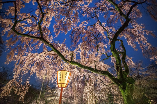 日本京都平野神社夜樱景观