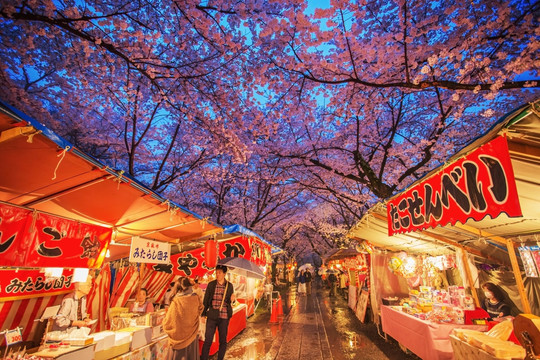 樱花树下的平野神社庙会夜色