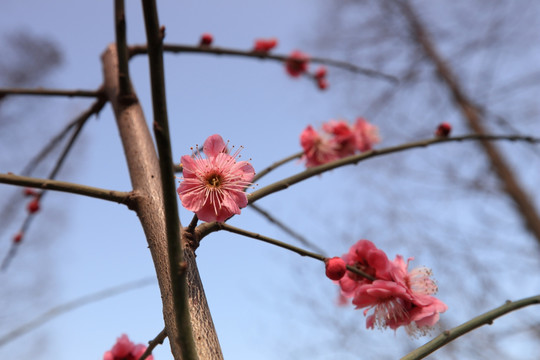 梅花