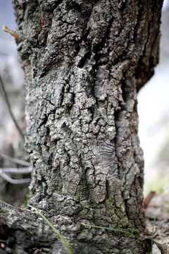 树皮 树干 皴裂 背景 纹理