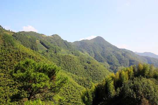 青山绿树植被 山峰