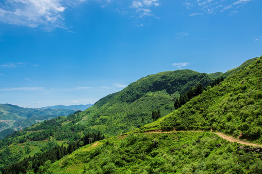 小路 青山