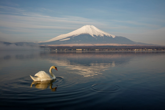 富士山下的天鹅