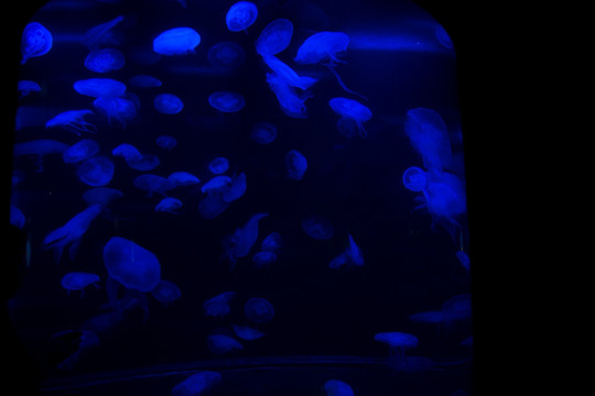 水母
