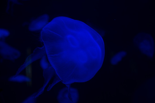 水母