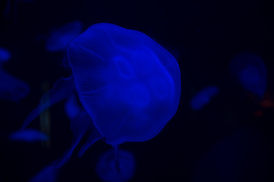 水母