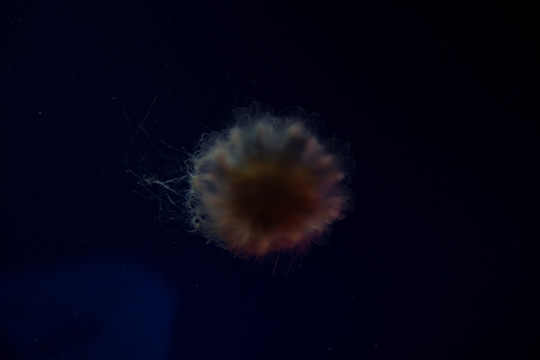 水母