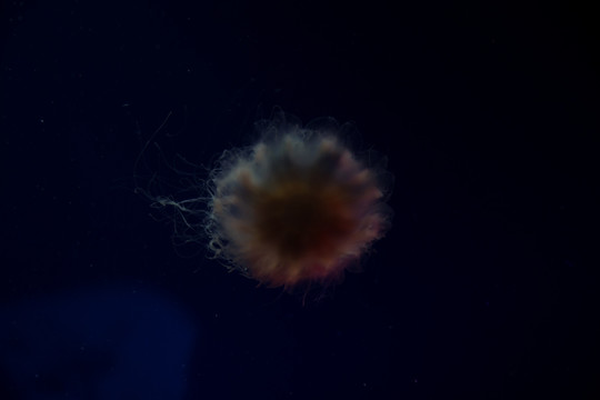 水母