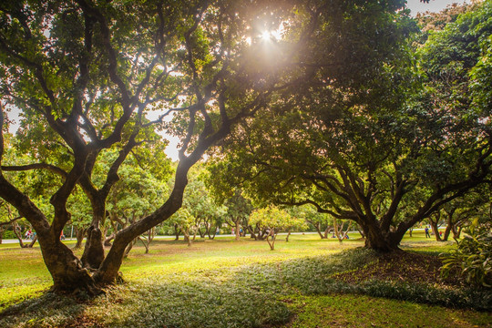 深圳梅林公园古荔区