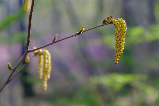 春芽