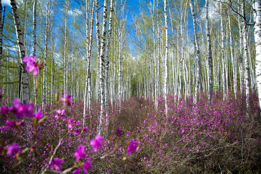 白桦林中杜鹃花