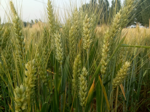 麦田 小麦 成熟的麦子 麦穗