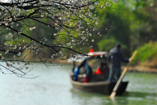 梅树与虚化的小船在河流里航行