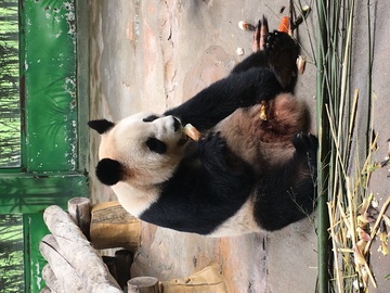 熊猫 