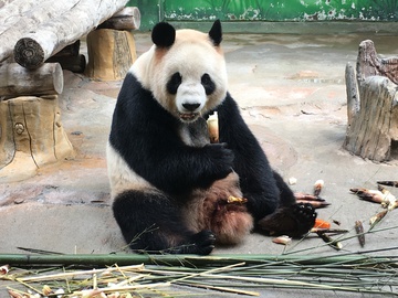 熊猫 
