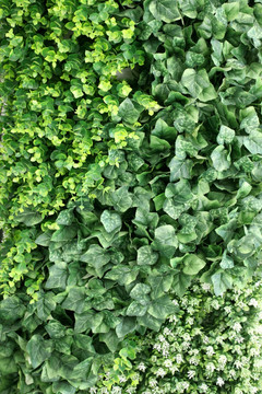 绿色植物墙 绿植 植物墙