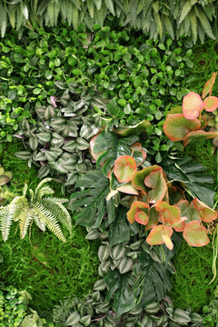 绿色植物墙 绿植 植物墙 花卉