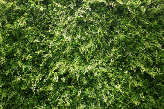 绿色植物墙 绿植 植物墙 花卉
