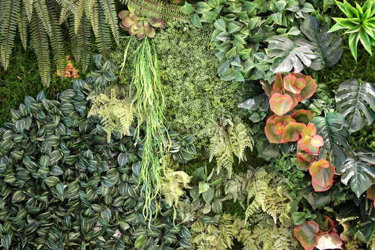 绿色植物墙 绿植 植物墙 花卉