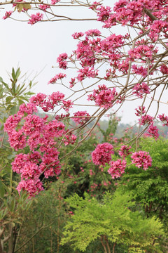 红花风铃木