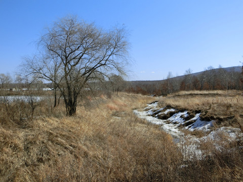 树林 冬天树林 荒野