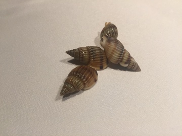海螺 海丁 海鲜 