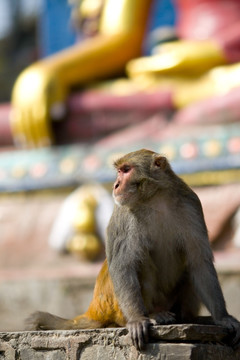 尼泊尔加德满都猴庙 猴子与神像