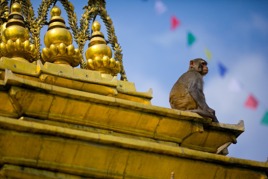 尼泊尔加德满都猴庙 猴子与神像