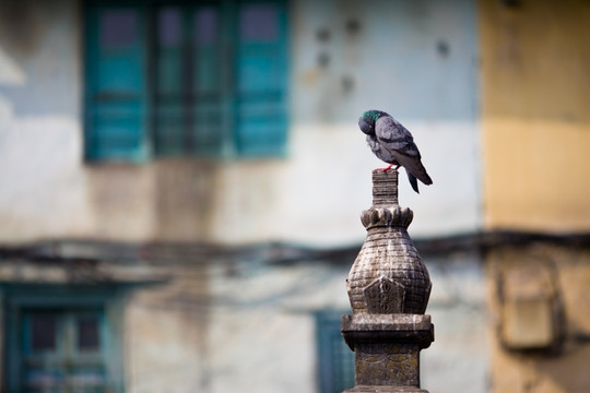 尼泊尔加德满都猴庙 佛塔和鸽子