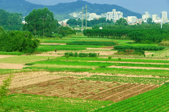 福建的田野风景