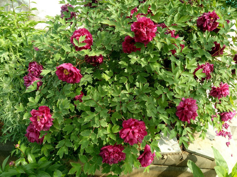 芍药