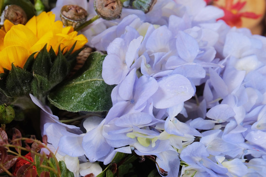 鲜花