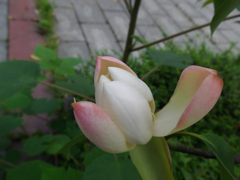 白玉兰
