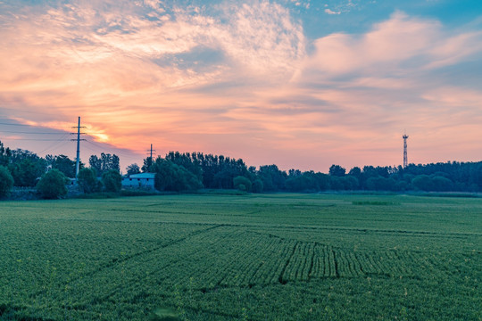 麦田早晨