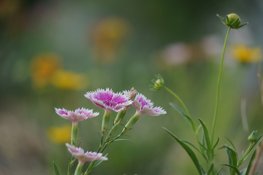 DSC08274 石竹花