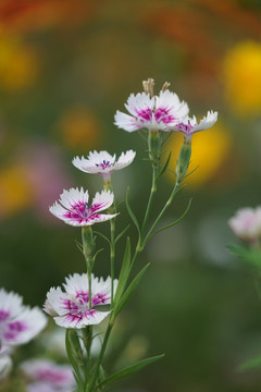 石竹花