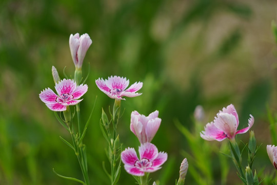 石竹花