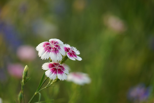 石竹花