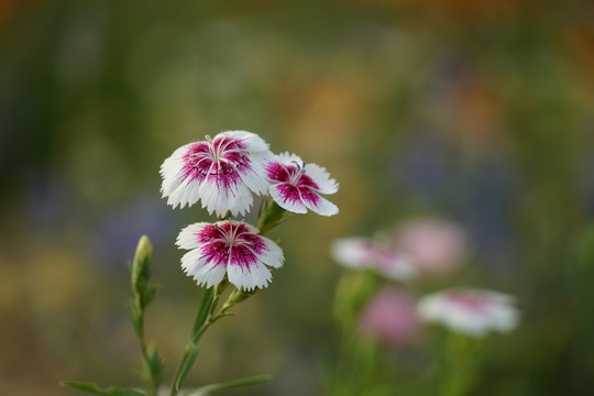 石竹花