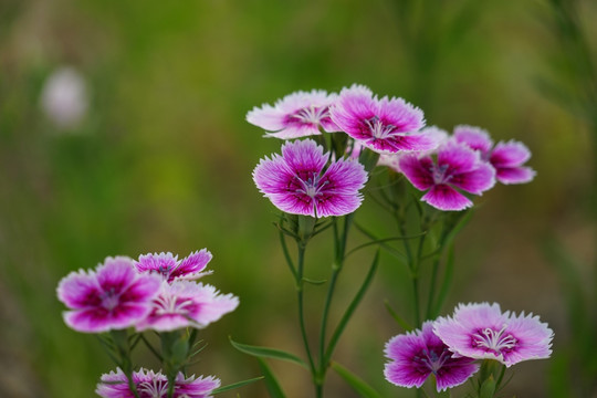 石竹花